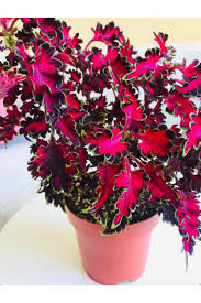 Cam Güzeli Yetiştirilmesi ve Bakımı